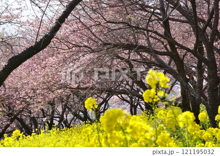 河津桜と菜の花 121195032