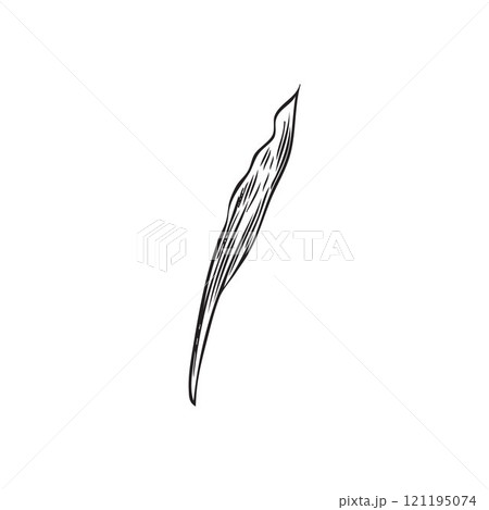 A thin, narrow, long bamboo leaf. 121195074