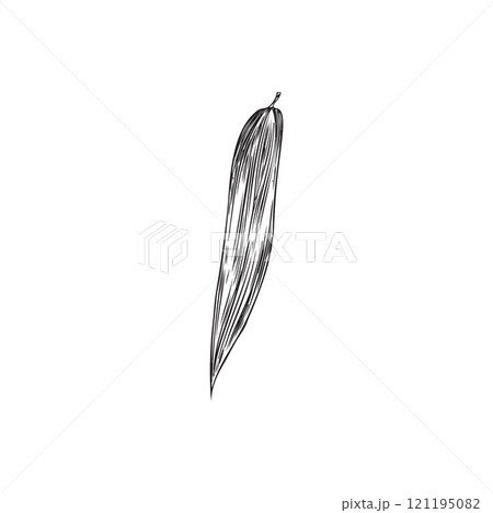 Bamboo leaf engraved sketch, vector hand drawn Asian nature floral design element, outline East forest plant foliage Bamboo leaf engraved sketch, vector hand drawn Asian nature floral design element, outline East forest plant foliage 121195082