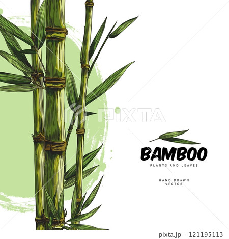 Bamboo plant, stalk with leaves color sketch, vector hand drawn Asian nature floral label design on watercolor stain Bamboo plant, stalk with leaves color sketch, vector hand drawn Asian nature floral label design on watercolor stain 121195113