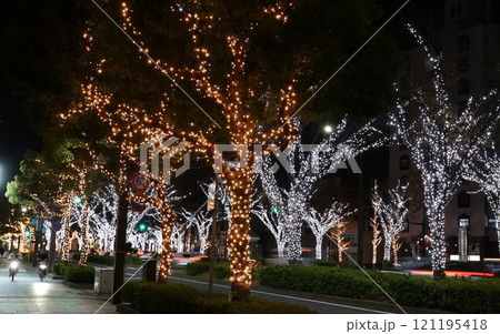 けやき大通りイルミネーション 和歌山市 けやき大通りイルミネーション 和歌山市 121195418
