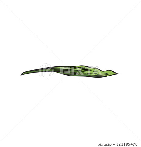 Bamboo one leaf color sketch vector icon, hand drawn Asian nature floral design element, East forest plant green foliage Bamboo one leaf color sketch vector icon, hand drawn Asian nature floral design element, East forest plant green foliage 121195478