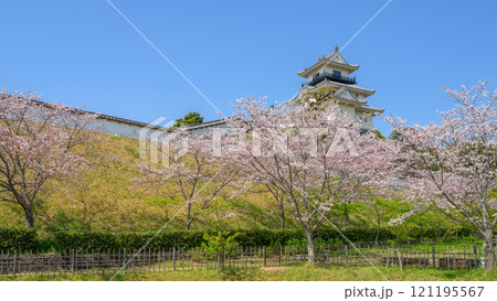 春の掛川城二の丸からみた天守 121195567