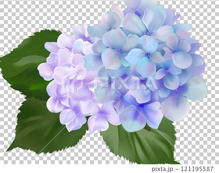 Blue to Purple Gradient Hydrangeas with Green Leaves Isolated on Transparent Background 121195587
