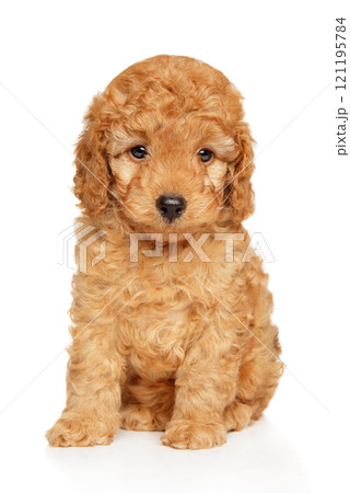 Cute Toy Poodle Puppy Portrait Cute Toy Poodle Puppy Portrait 121195784