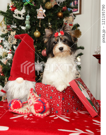 Biewer Yorkie puppy in a Christmas-themed box 121195790