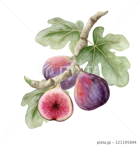 Watercolor figs growing on tree branch with green leaves hand drawn illustration isolated on white. Ripe purple fruits for organic food recipes and summer or fall market. Mediterranean delicacy plant 121195894