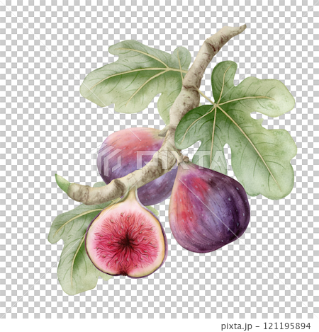 Watercolor figs growing on tree branch with green leaves hand drawn illustration isolated on white. Ripe purple fruits for organic food recipes and summer or fall market. Mediterranean delicacy plant Watercolor figs growing on tree branch with green leaves hand drawn illustration isolated on white. Ripe purple fruits for organic food recipes and summer or fall market. Mediterranean delicacy plant 121195894