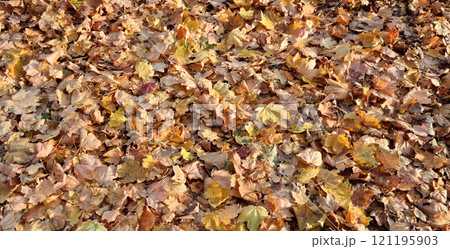 Autumn leaves Autumn leaves 121195903