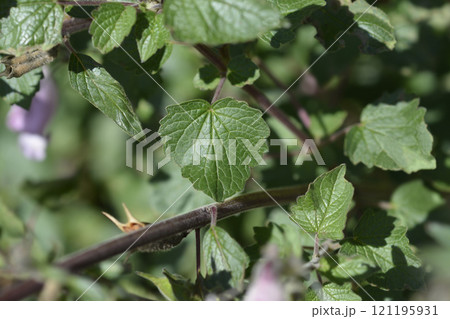 South African Foxglove 121195931
