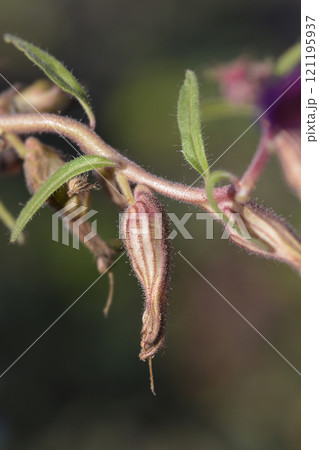 Cigar flower Cigar flower 121195937