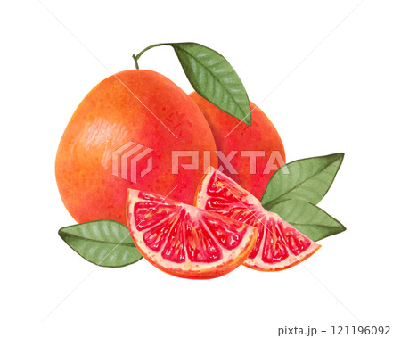 Grapefruit composition. Whole and sliced product with leaves. Watercolor and marker illustration. Eco friendly orange fruit. Hand drawn isolated art. Healthy food for food packaging, juice, menu. 121196092