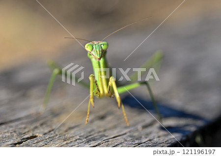 カマキリ 121196197