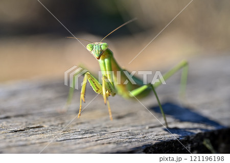 カマキリ 121196198
