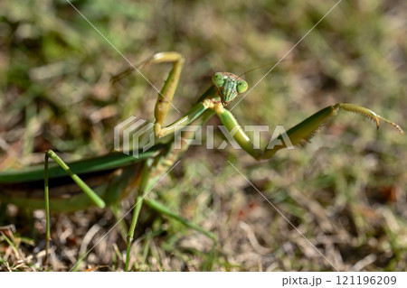 カマキリ 121196209