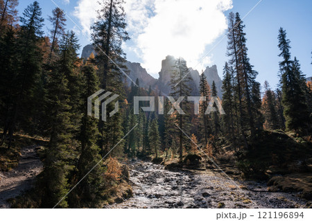 Alpine river flowing through tall pines in an Italian forest Alpine river flowing through tall pines in an Italian forest 121196894