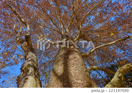 東京　光が丘公園　ねりまの銘木　アメリカスズカケノキ 121197080