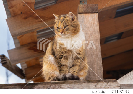 A tabby cat sits gracefully on roof, gazing attentively at its surroundings 121197197