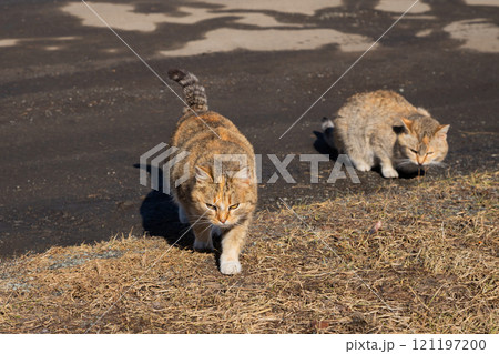 mother cat hunting and adult kitten. two brown beige farm cats walking and hunting mother cat hunting and adult kitten. two brown beige farm cats walking and hunting 121197200