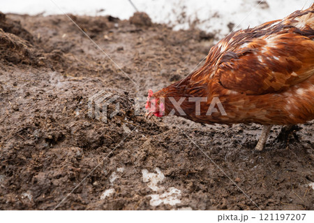red brown chicken hen eat on wet ground earth on organic farm. free range chickens hens red brown chicken hen eat on wet ground earth on organic farm. free range chickens hens 121197207