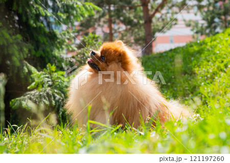 A Pomeranian spitz dog, characterized by its fluffy coat, happily sits in a vibrant park surrounded by green grass and trees, basking in the warm afternoon sunlight. A Pomeranian spitz dog, characterized by its fluffy coat, happily sits in a vibrant park surrounded by green grass and trees, basking in the warm afternoon sunlight. 121197260