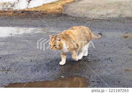A tabby cat walks along a rain-soaked road surrounded by patches of snow. cat hunts for prey A tabby cat walks along a rain-soaked road surrounded by patches of snow. cat hunts for prey 121197263