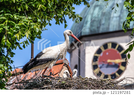 European white Stork, Ciconia ciconia with small babies on the nest in Oettingen, Swabia, Bavaria, Germany, Europe European white Stork, Ciconia ciconia with small babies on the nest in Oettingen, Swabia, Bavaria, Germany, Europe 121197281