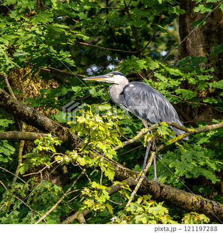 Grey heron, Ardea cinerea, sitting on a branch in a tree and looking around 121197288