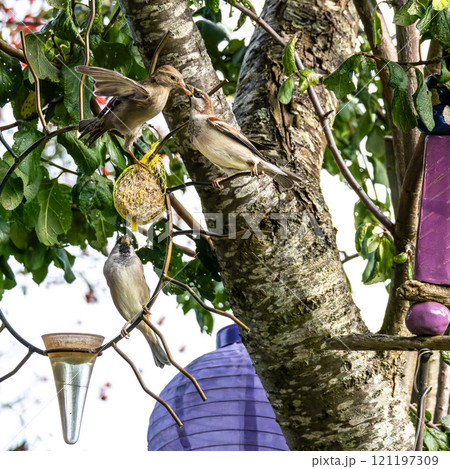 House sparrow, Passer domesticus. An adult sparrow feeds its young chick. 121197309