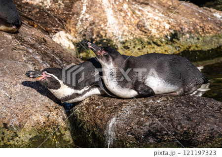 Humboldt Penguin, Spheniscus humboldti in a park Humboldt Penguin, Spheniscus humboldti in a park 121197323