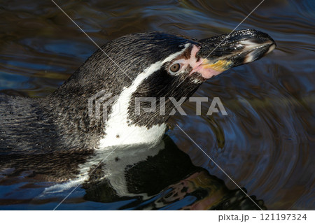 Humboldt Penguin, Spheniscus humboldti in a park 121197324