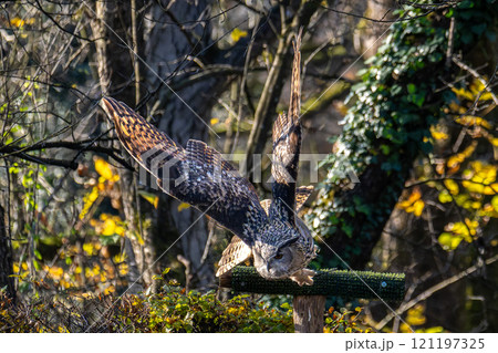 Siberian eagle owl, bubo bubo sibiricus. The biggest owl in the world 121197325