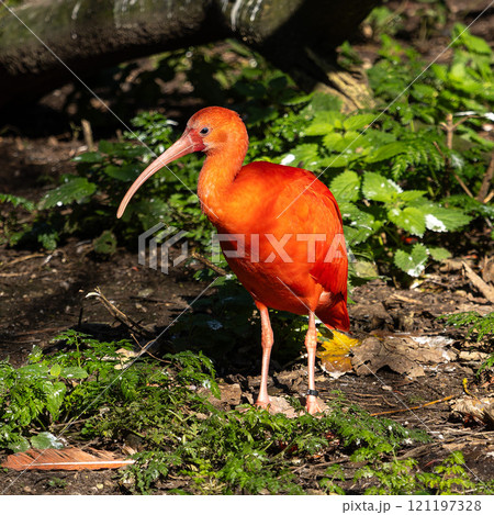 The Scarlet ibis, Eudocimus ruber is a species of ibis in the bird family Threskiornithidae. The Scarlet ibis, Eudocimus ruber is a species of ibis in the bird family Threskiornithidae. 121197328