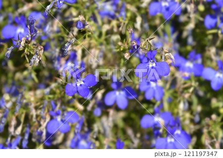 Trailing lobelia Trailing lobelia 121197347