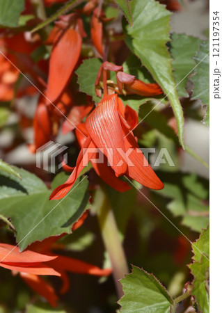 Begonia Santa Cruz 121197354