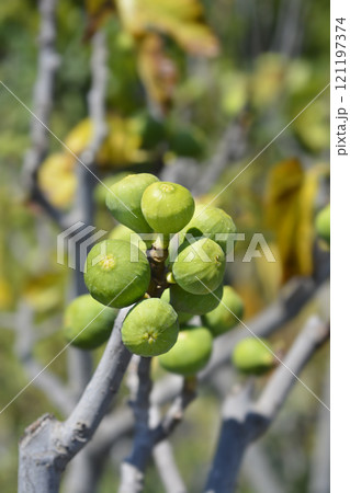 Common fig Common fig 121197374