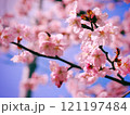 桜と空 121197484