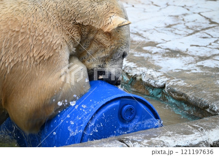 動物園のシロクマ(ホッキョクグマ) 動物園のシロクマ(ホッキョクグマ) 121197636