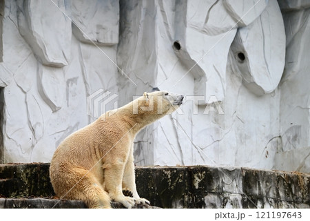 動物園のシロクマ（ホッキョクグマ） 121197643