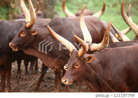 a group of ankole watusi animals outdoors a group of ankole watusi animals outdoors 121197799