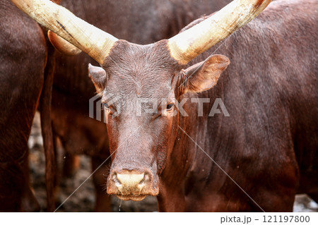a group of ankole watusi animals outdoors 121197800