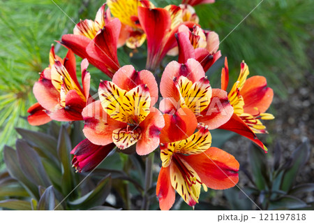 ガーデンのアルストロメリアとアガパンサスの美しい景観 121197818