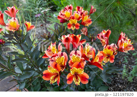 ガーデンのアルストロメリアとアガパンサスの美しい景観 ガーデンのアルストロメリアとアガパンサスの美しい景観 121197820