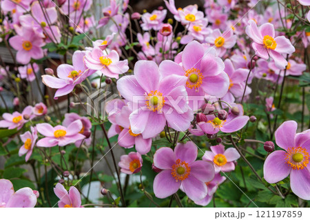 ガーデンで咲く美しいシュウメイギクの花 ガーデンで咲く美しいシュウメイギクの花 121197859