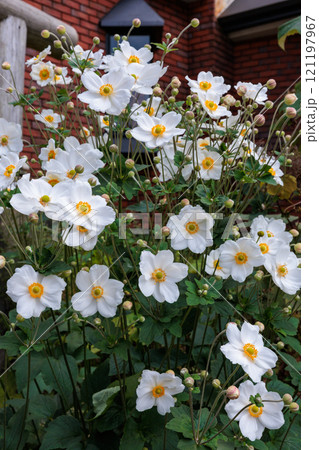 ガーデンで咲く美しい白いシュウメイギクの花 ガーデンで咲く美しい白いシュウメイギクの花 121197967