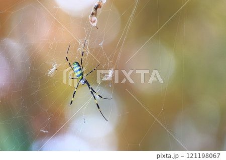 獲物を狙うジョロウグモ 121198067