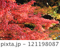 真っ赤な紅葉 121198087