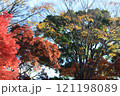 紅葉したもみじ 121198089