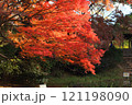 紅葉したもみじ 121198090