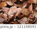 落ち葉の上の霜 121198091